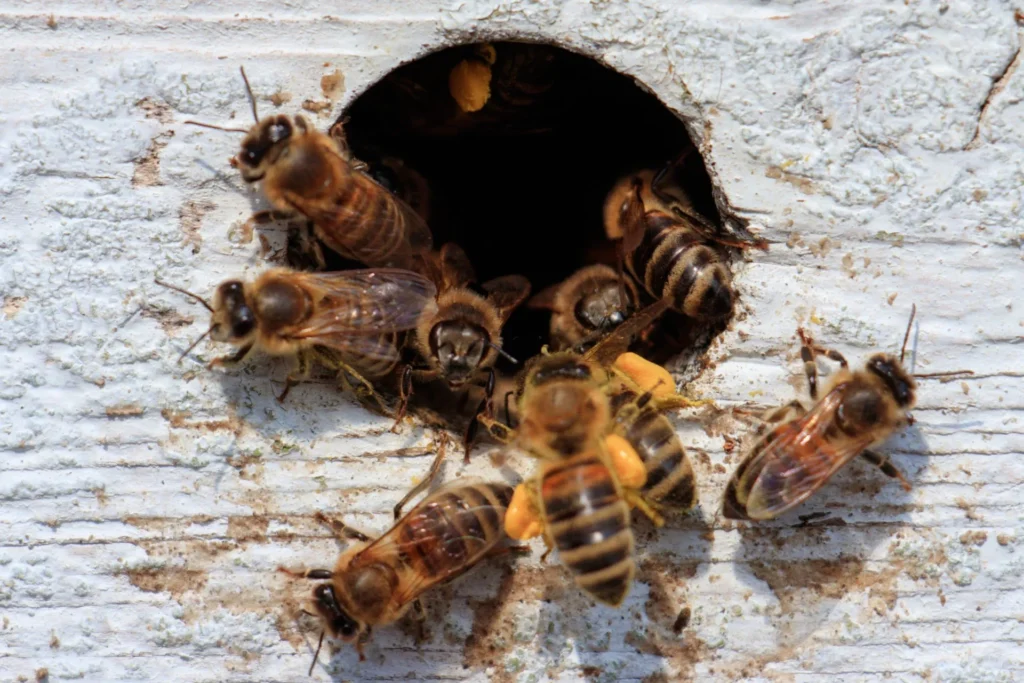 Honey Bee Control services in Qatar