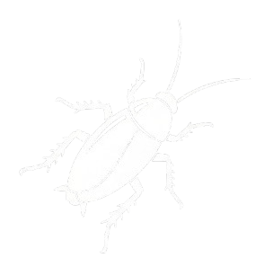 Cockroach Pest Control Service in Qatar