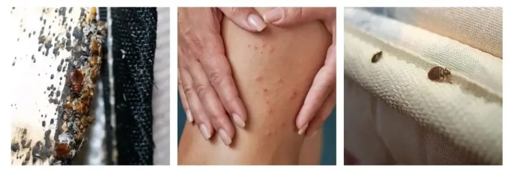 how to exterminate bed bugs