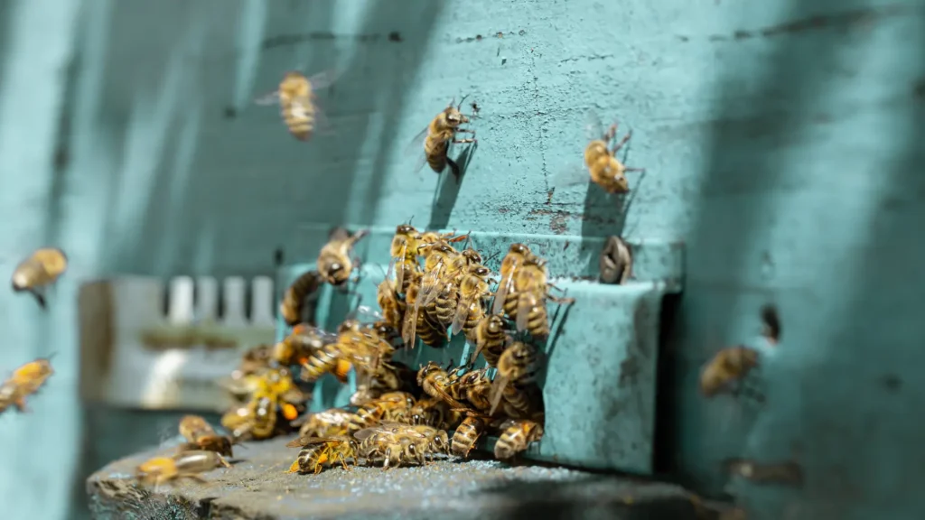 Honey Bee Control