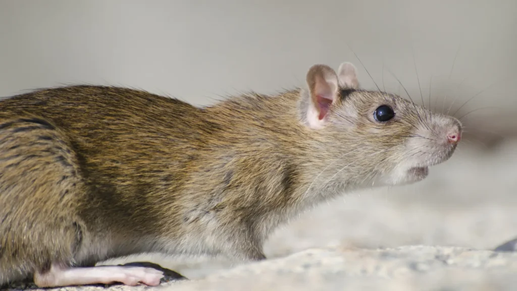 Rodent Control
