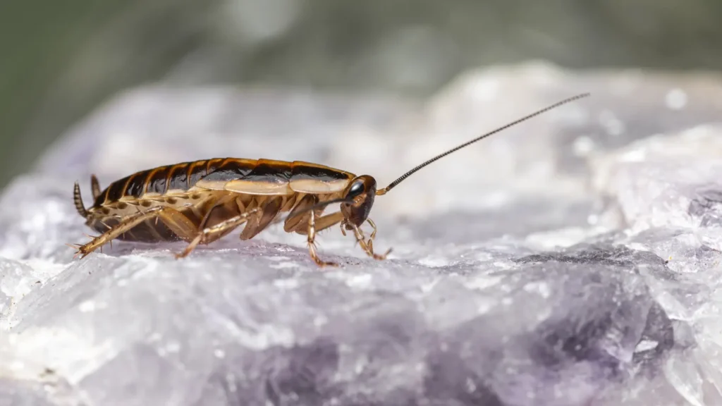 cockroach control